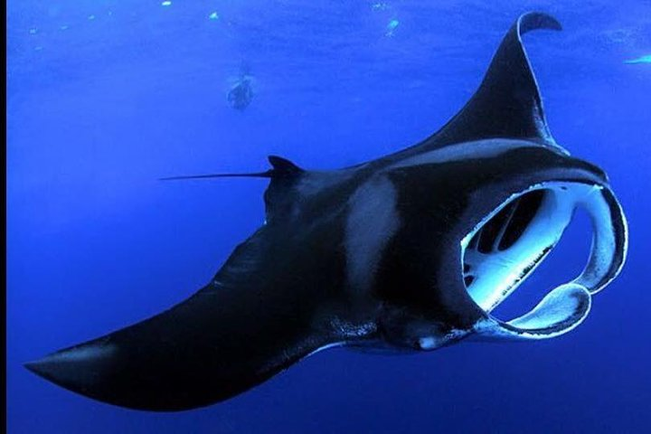 Big Island Manta Ray Night Snorkel - Photo 1 of 7